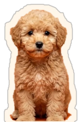 Biscotto, la mascotte di BAUWOW